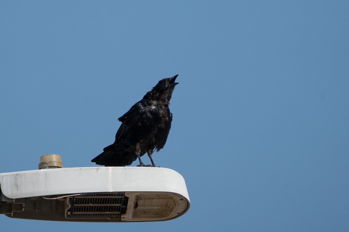 American Crow - ML640215698