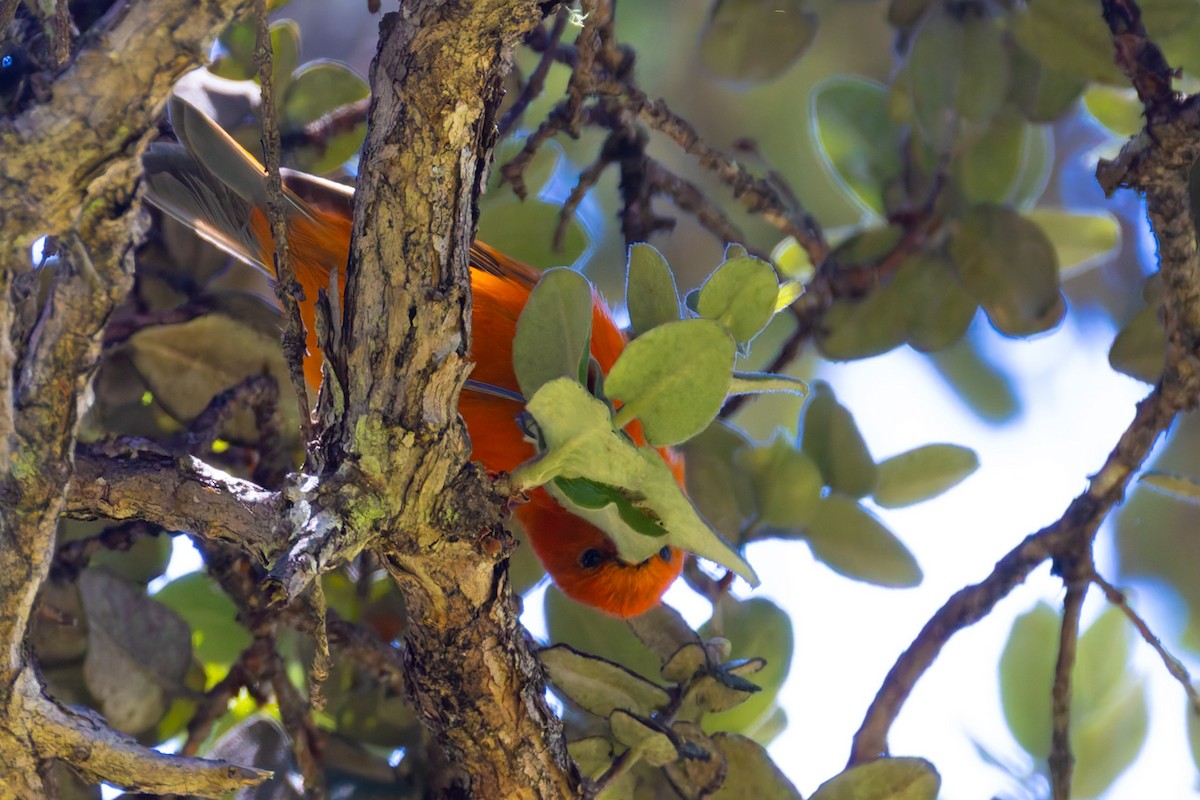 Hawaii Akepa - ML640215719