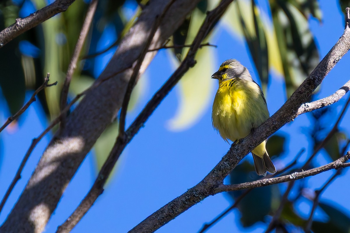 Yellow-fronted Canary - ML640215731