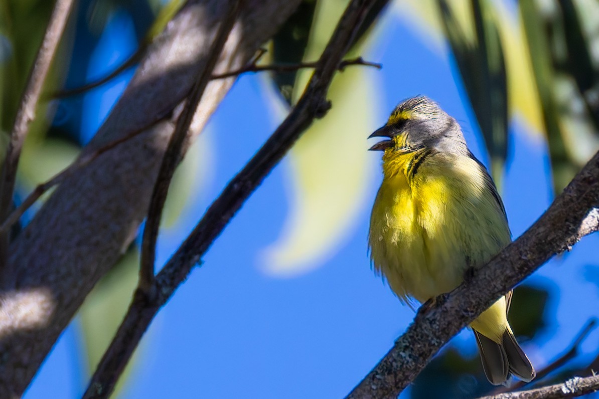 Yellow-fronted Canary - ML640215732