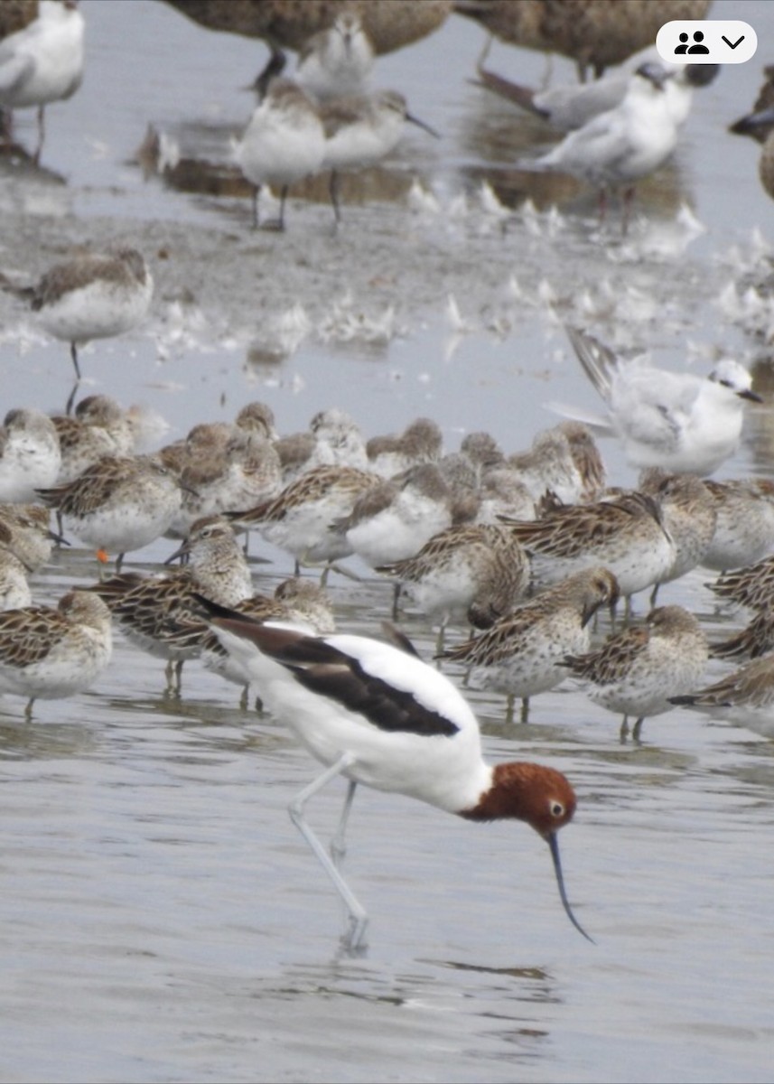 Avocette d'Australie - ML640215819