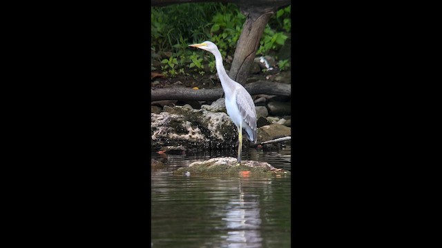 heron sp. - ML640215830
