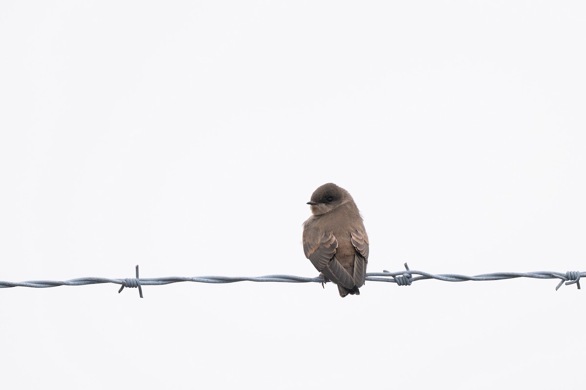 Northern Rough-winged Swallow - ML640215866