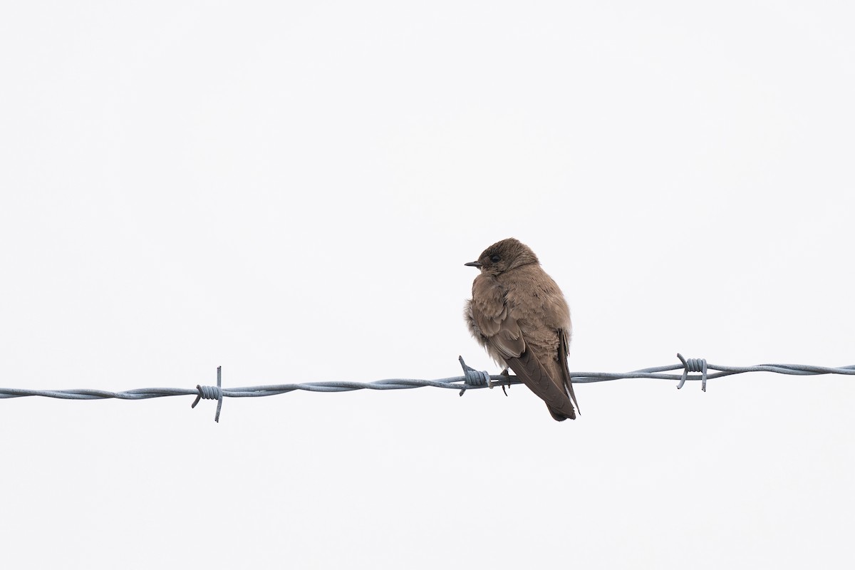 Northern Rough-winged Swallow - ML640215867