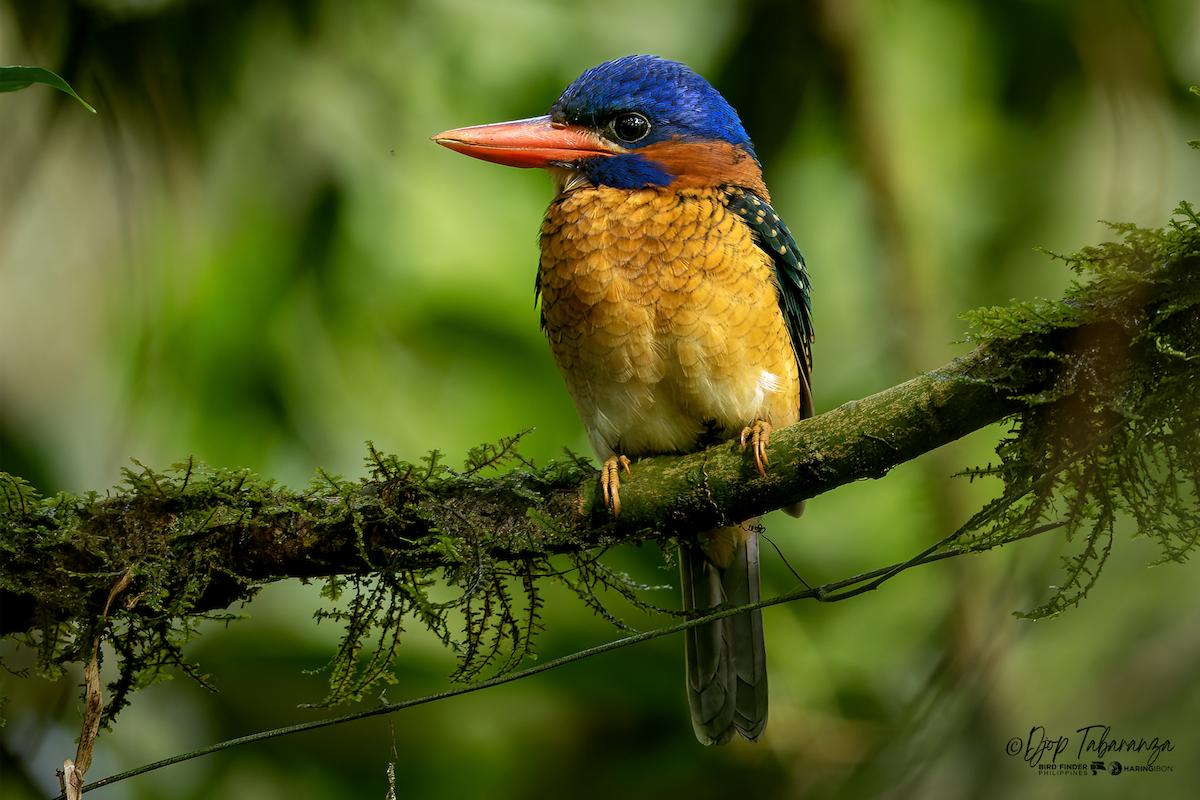 Blue-capped Kingfisher - ML640215934