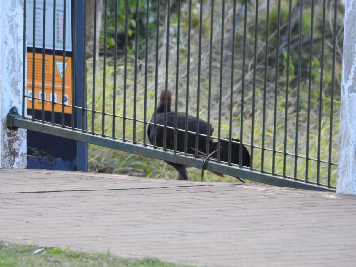 Australian Brushturkey - ML640215955