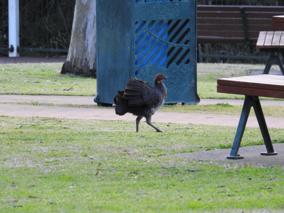 Australian Brushturkey - ML640215956