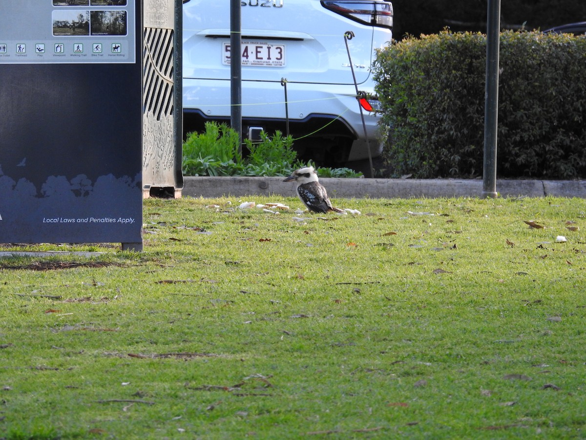 Laughing Kookaburra - ML640215959