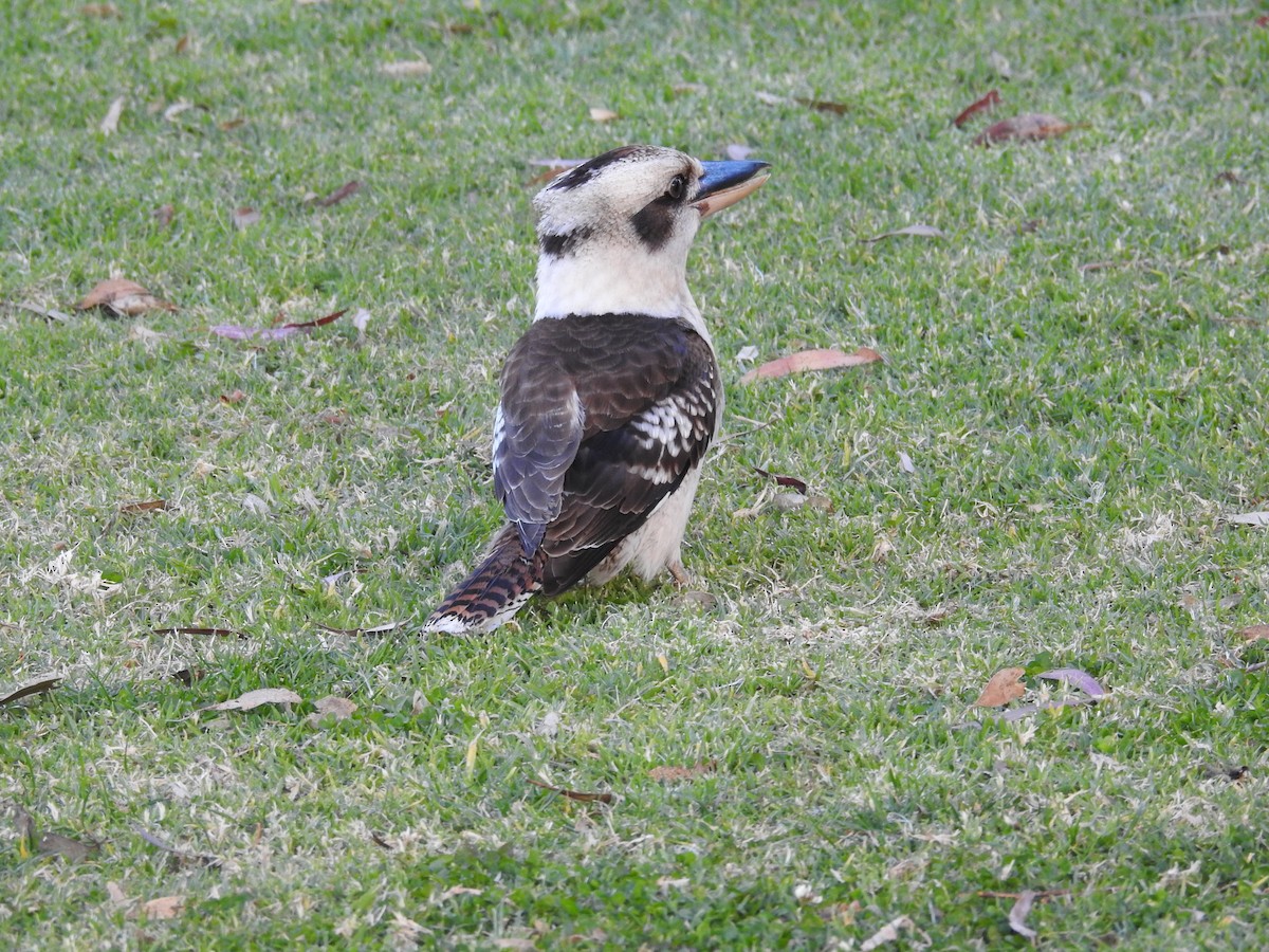 Laughing Kookaburra - ML640215960