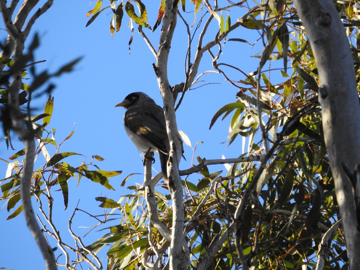 Noisy Miner - ML640215967
