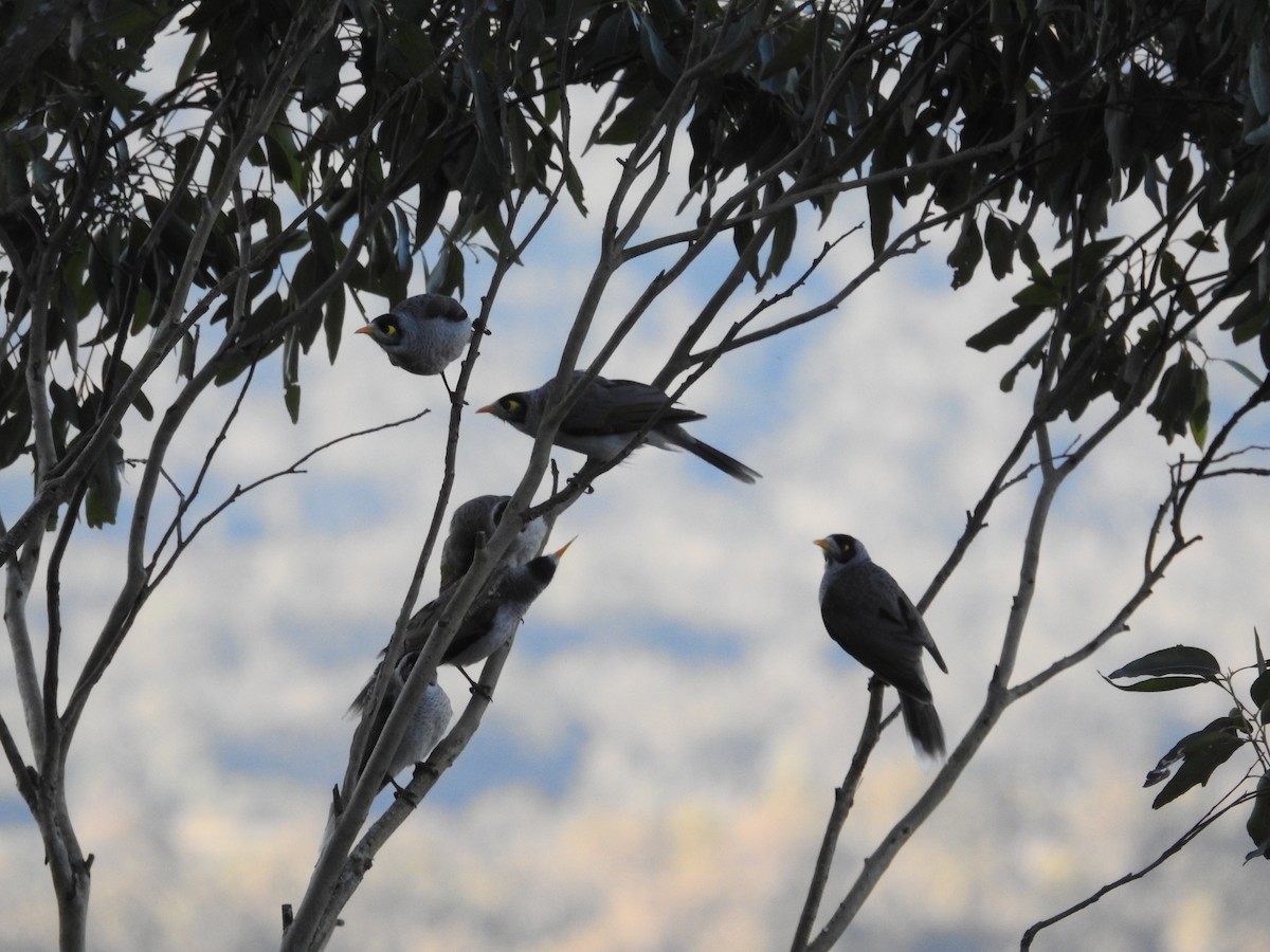Noisy Miner - ML640215968