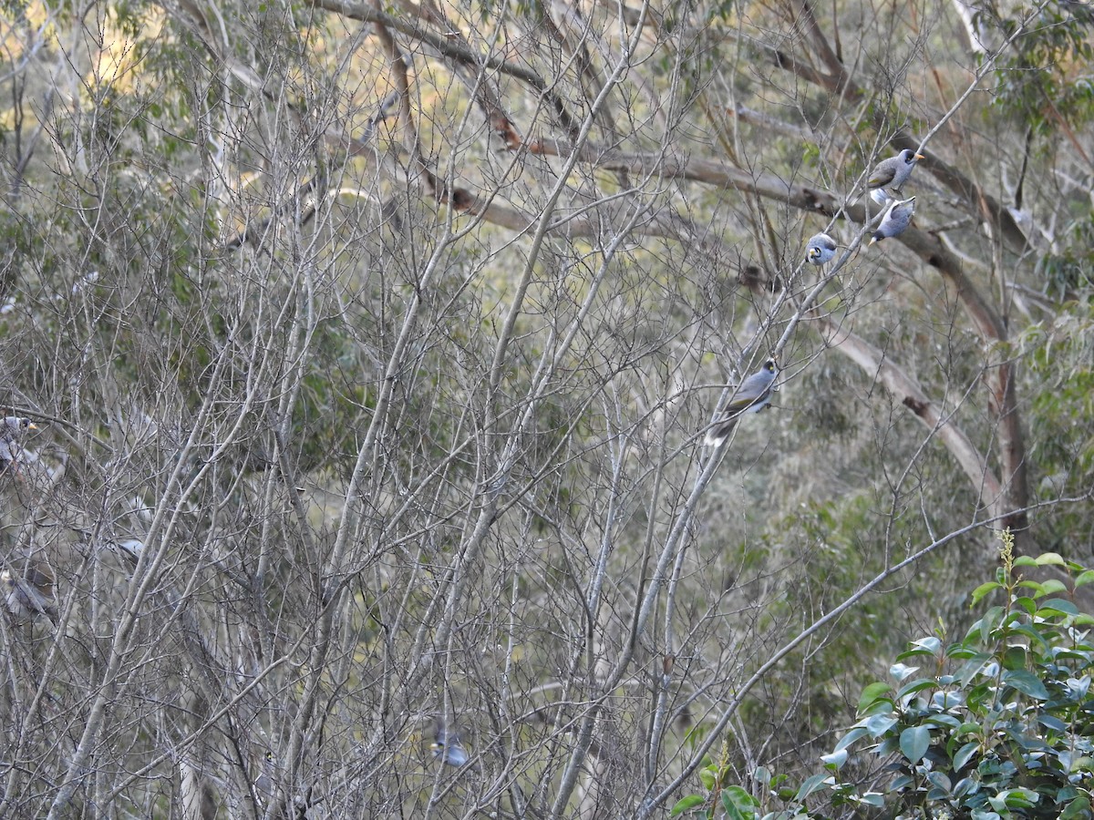 Noisy Miner - ML640215969