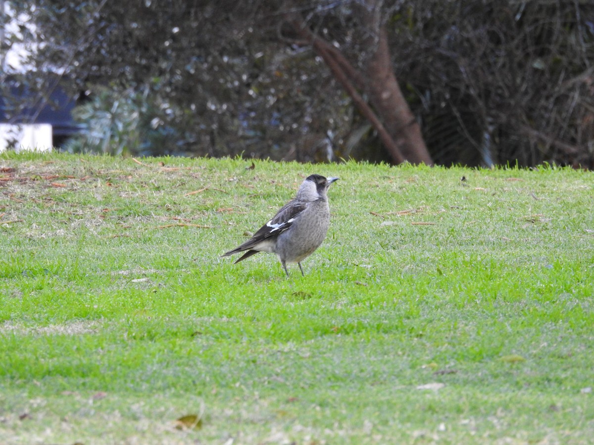 Australian Magpie - ML640215972