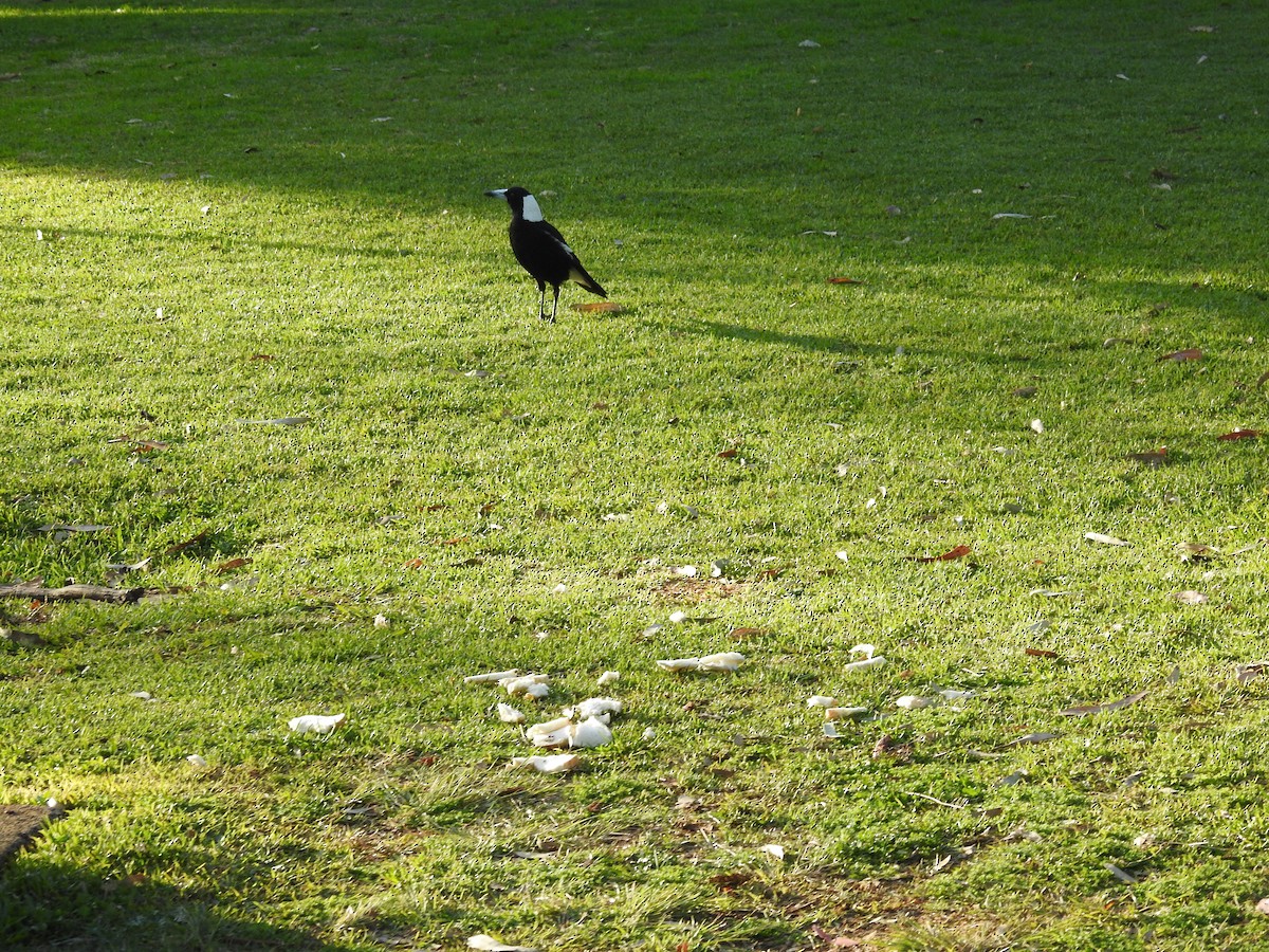 Australian Magpie - ML640215973
