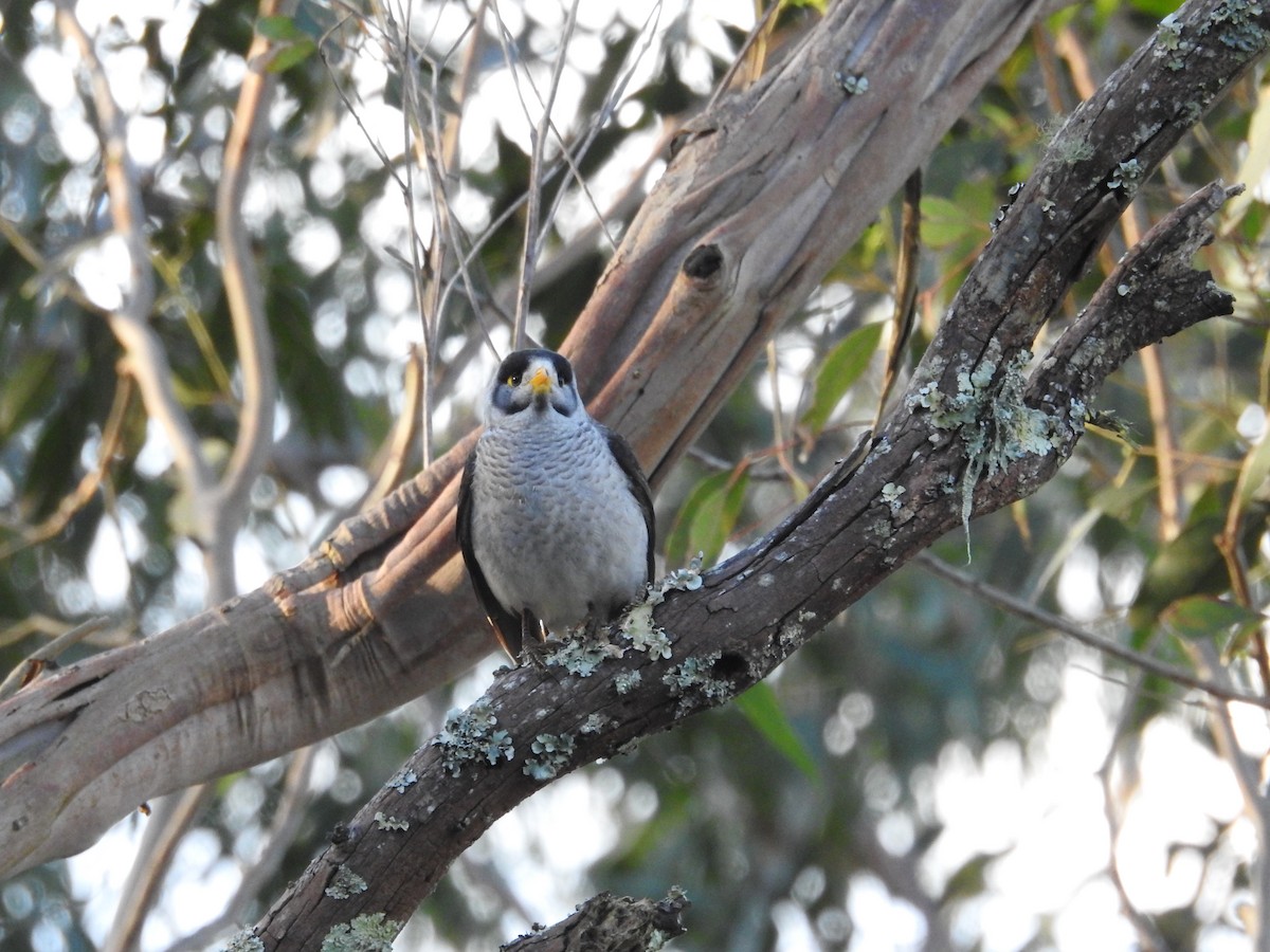 Noisy Miner - ML640215977