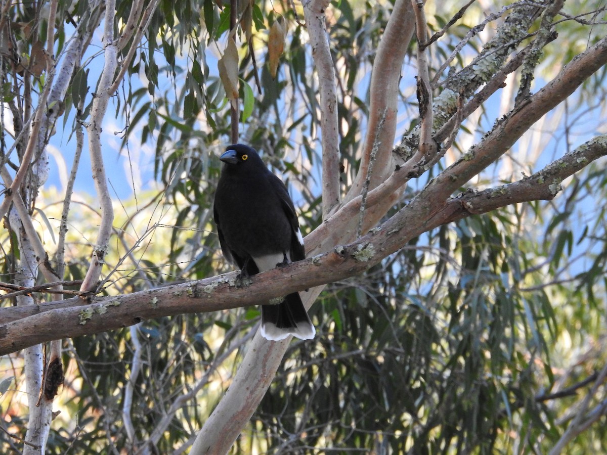 Pied Currawong - ML640215982