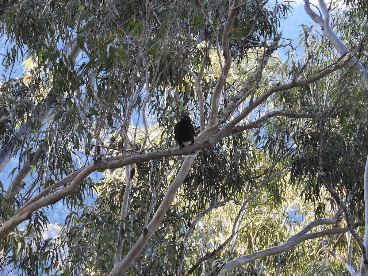Pied Currawong - ML640215983