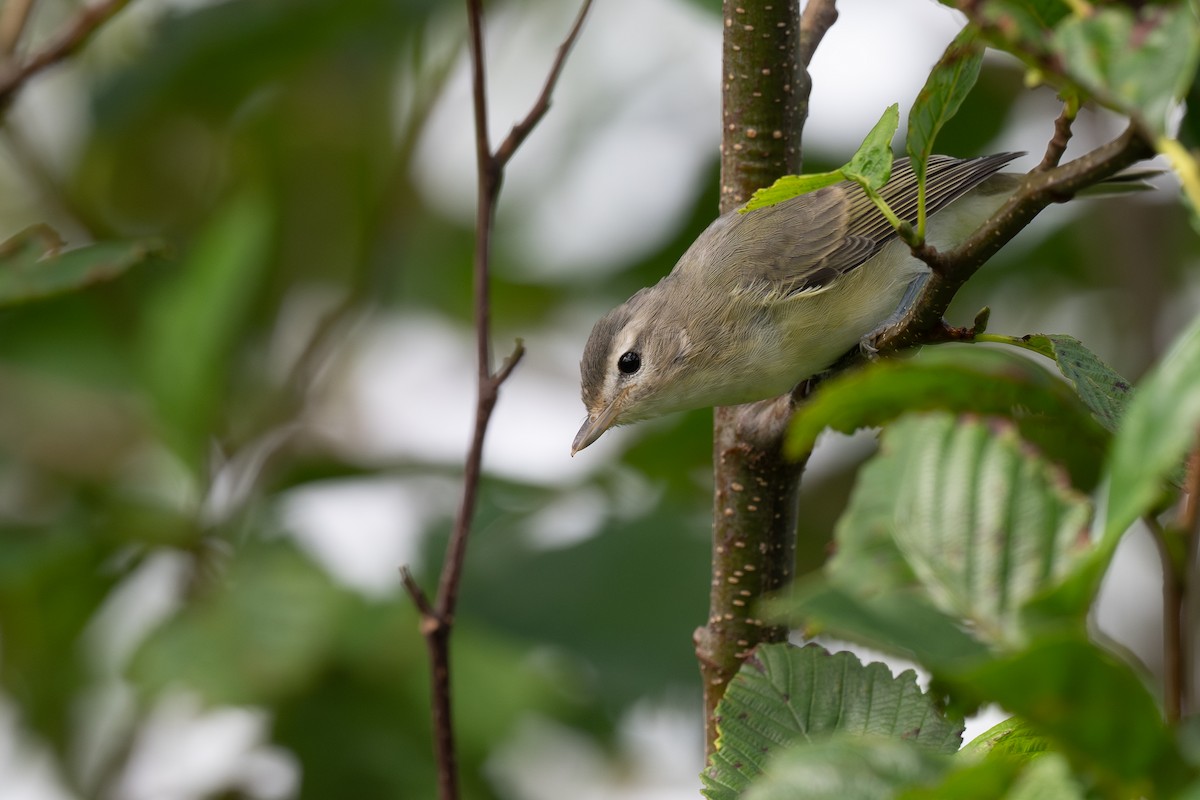 Warbling Vireo - ML640215986