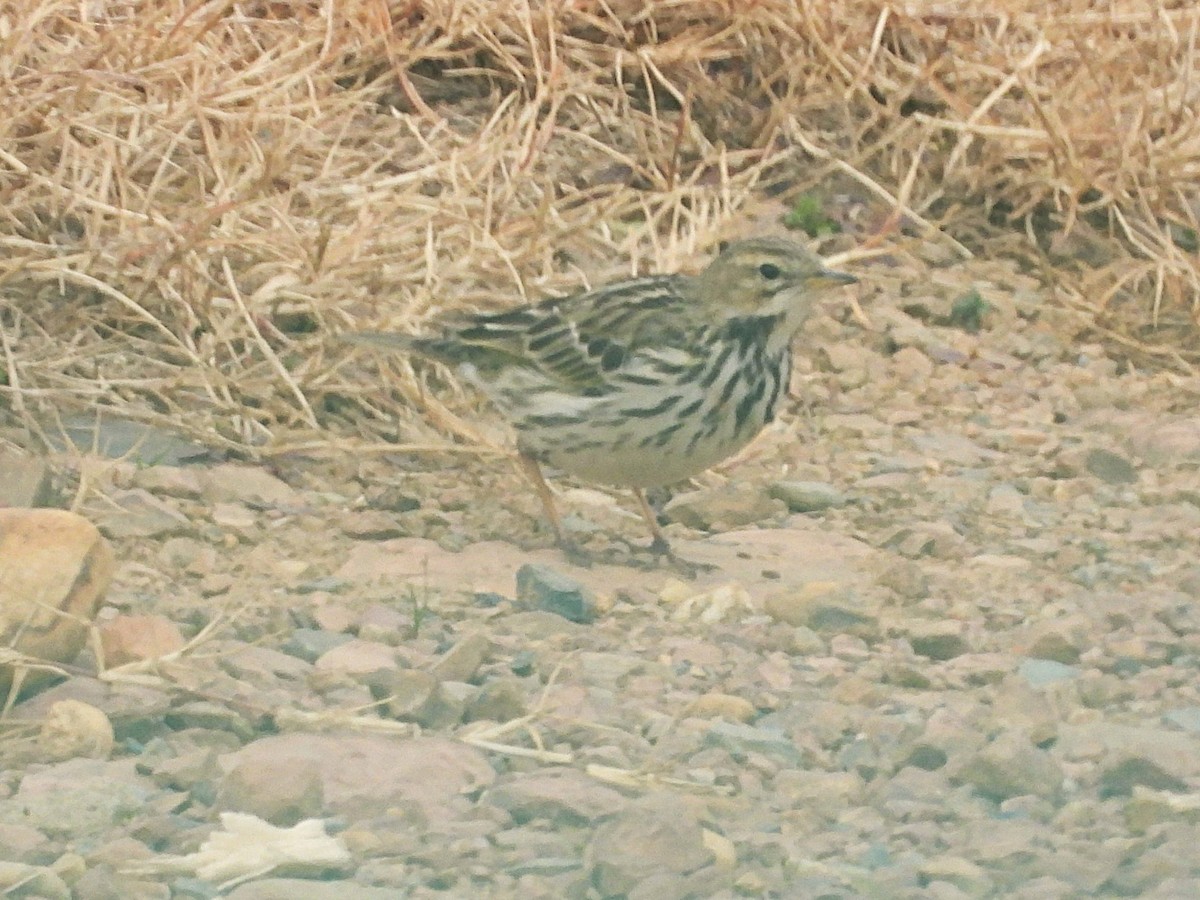 Red-throated Pipit - ML640216067