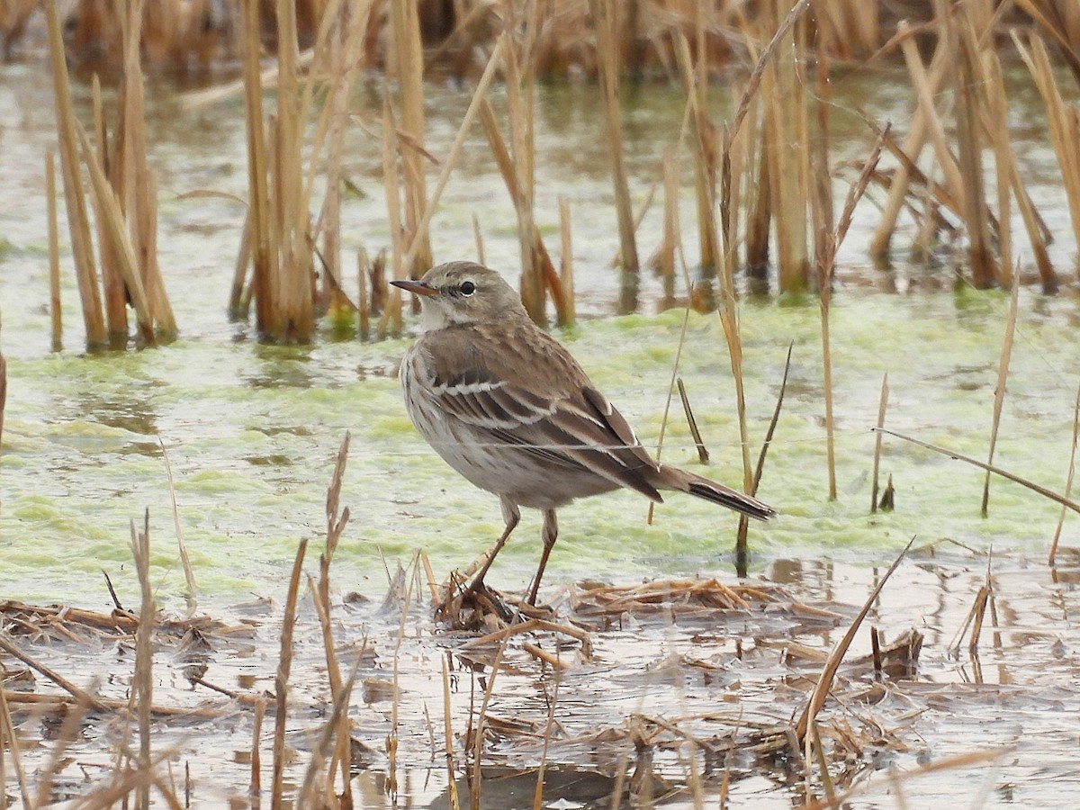 Water Pipit - ML640216071