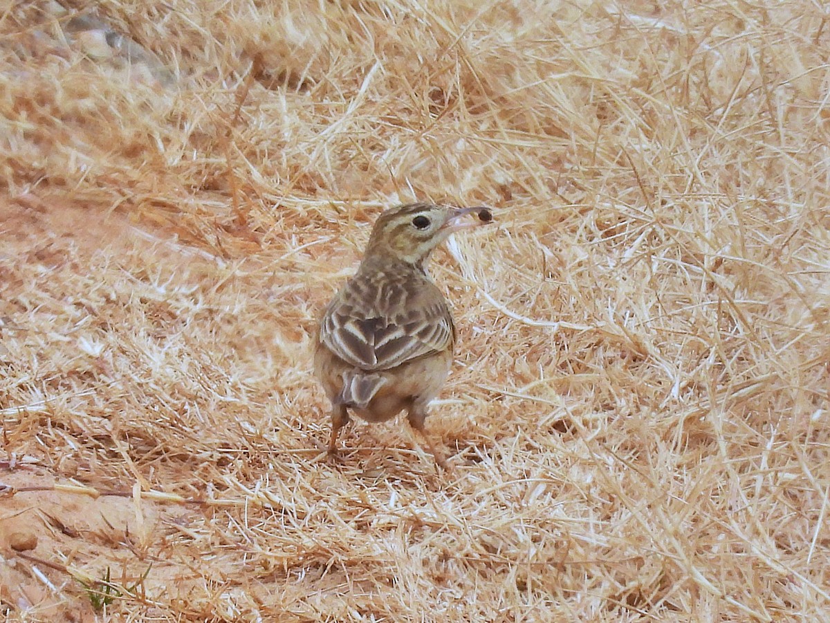 Richard's Pipit - ML640216074