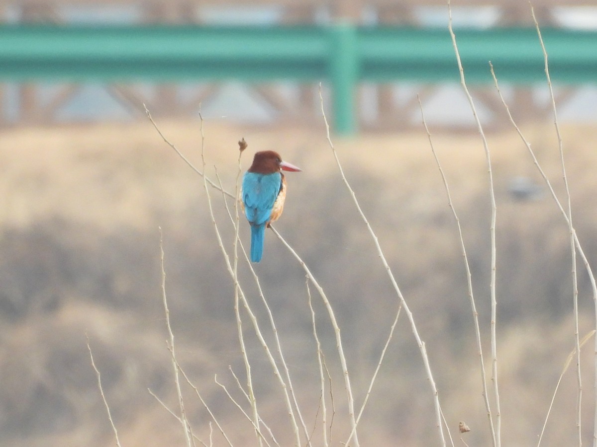 White-throated Kingfisher - ML640216076