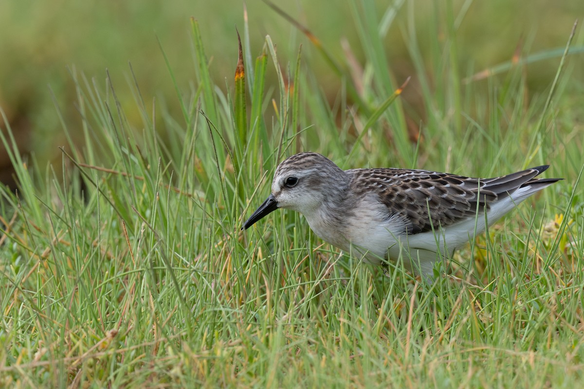 Semipalmated Sandpiper - ML640216101
