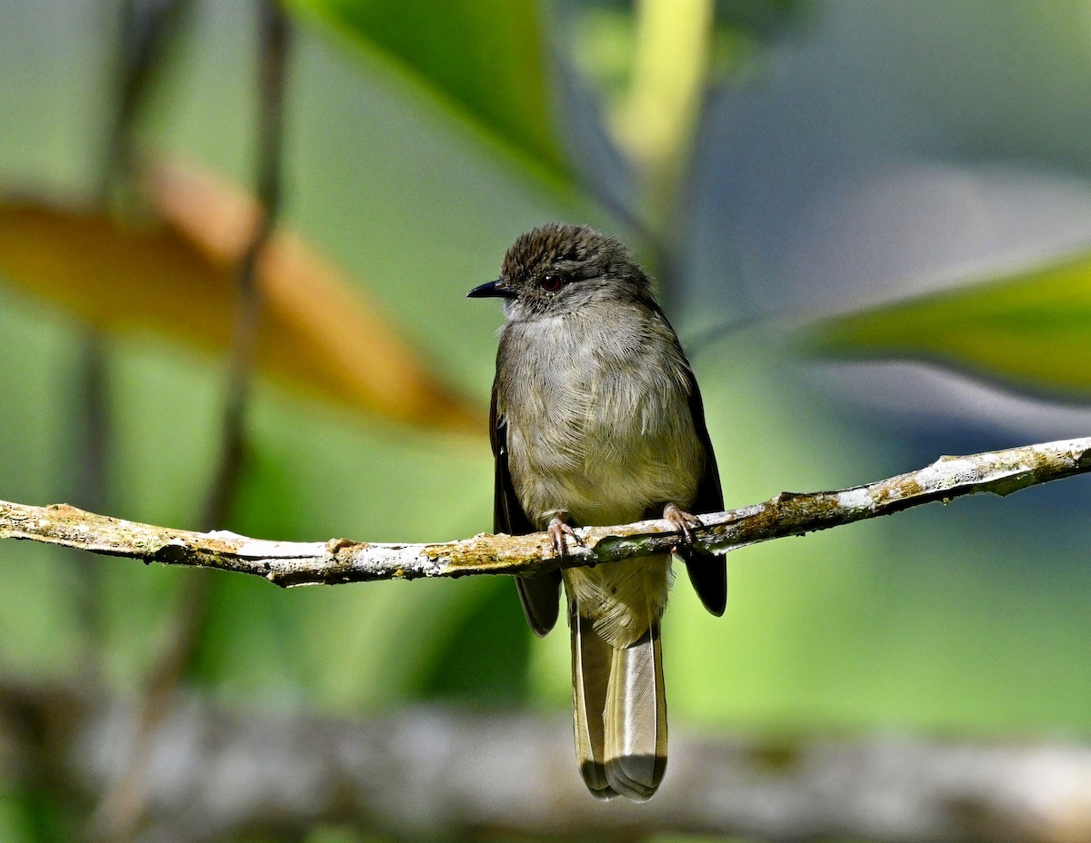 Spectacled Bulbul - ML640216150