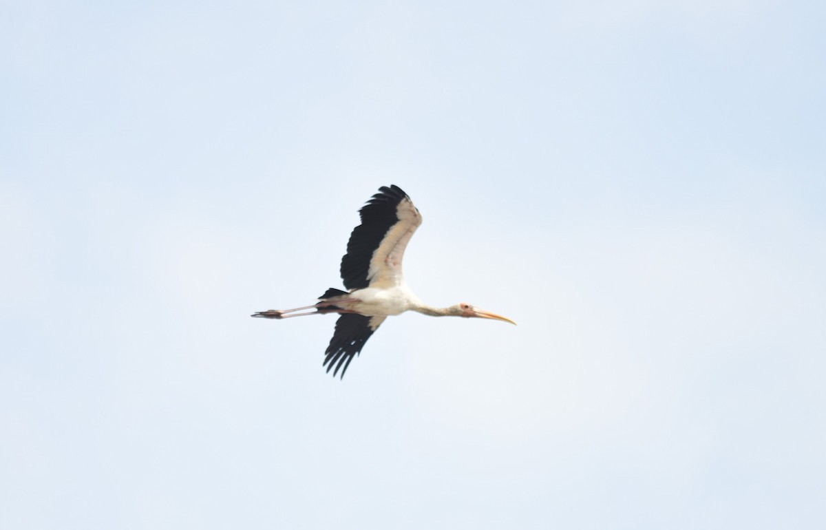 Milchstorch - ML640216170