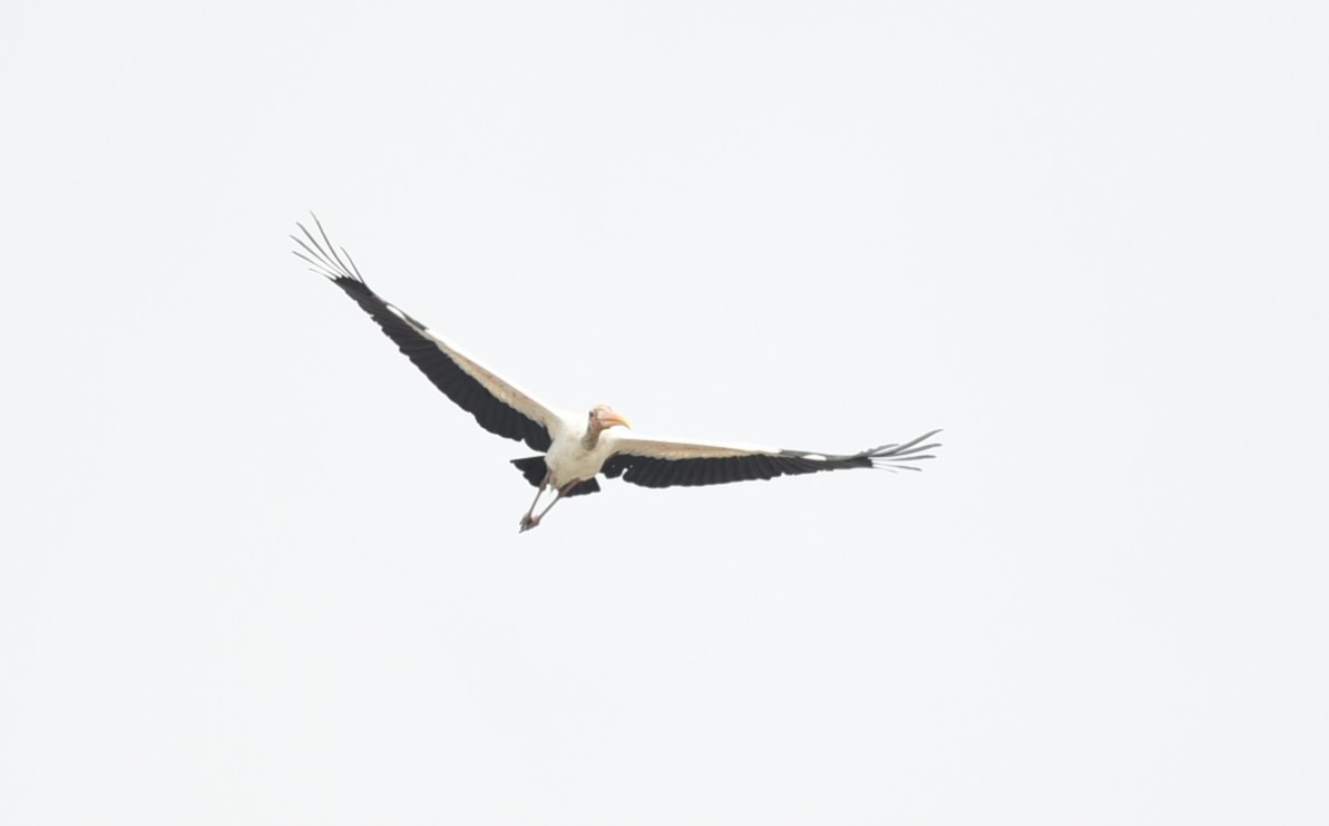 Milchstorch - ML640216171