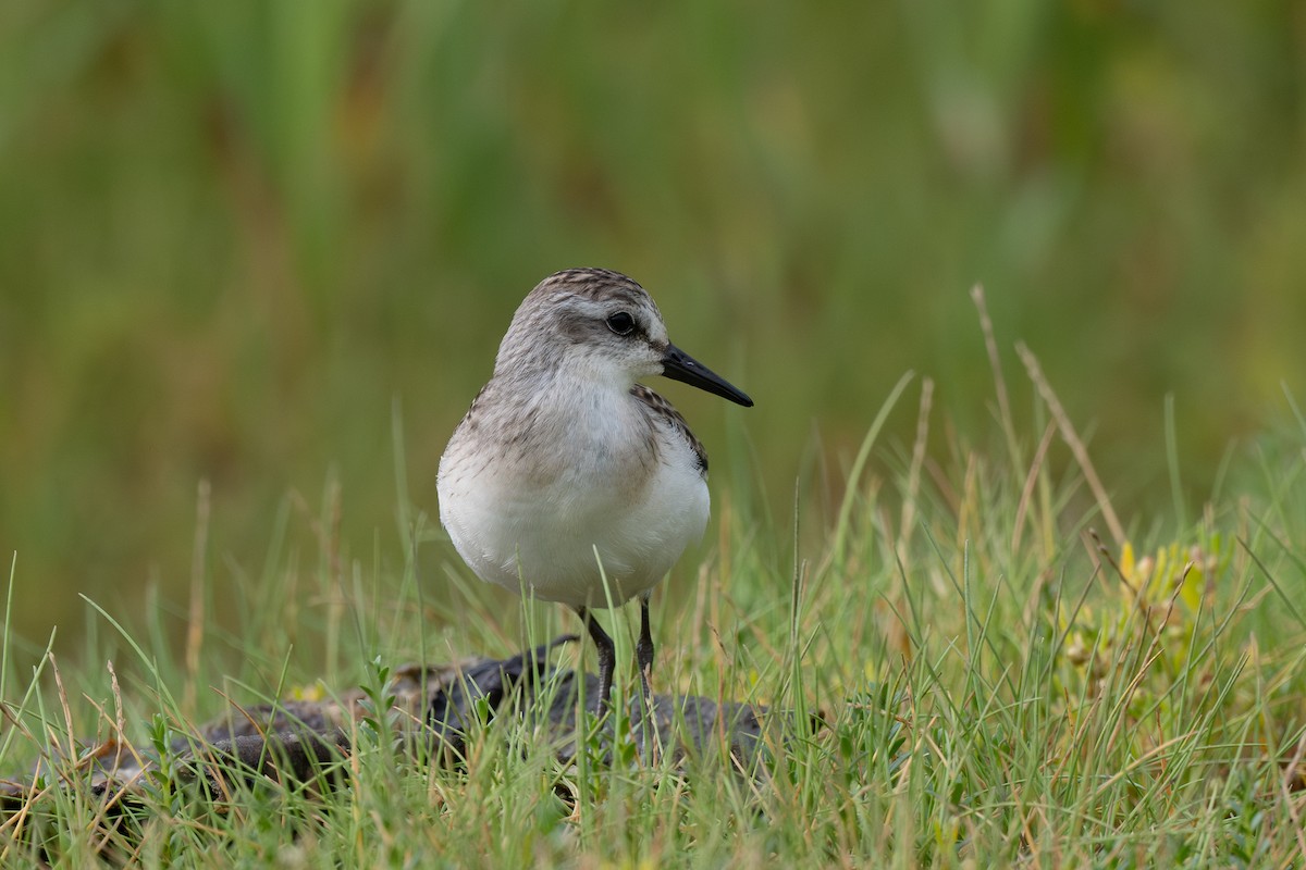 Semipalmated Sandpiper - ML640216231