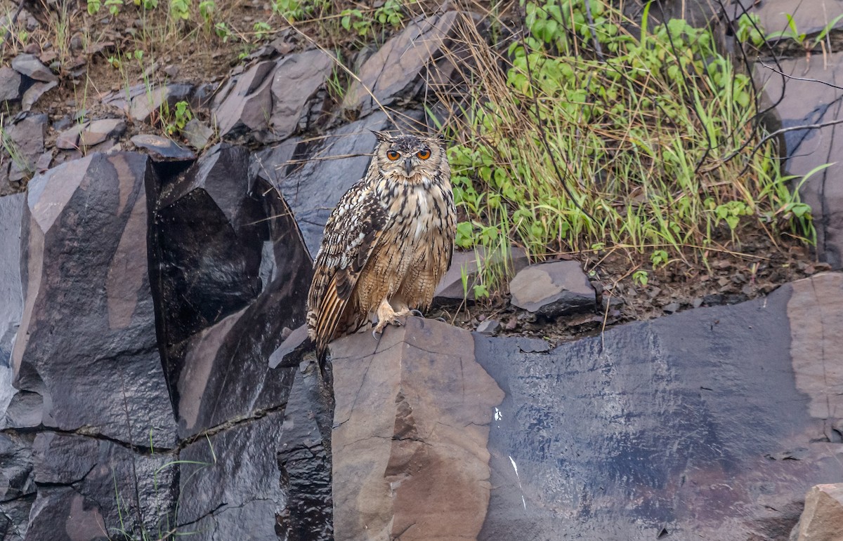 Rock Eagle-Owl - ML640216265