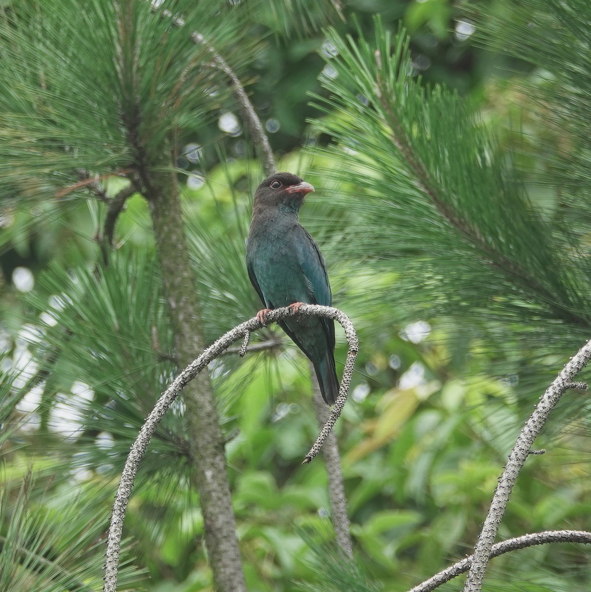 Dollarbird - ML640216267