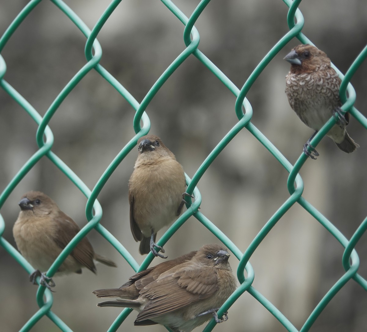Scaly-breasted Munia - ML640216272