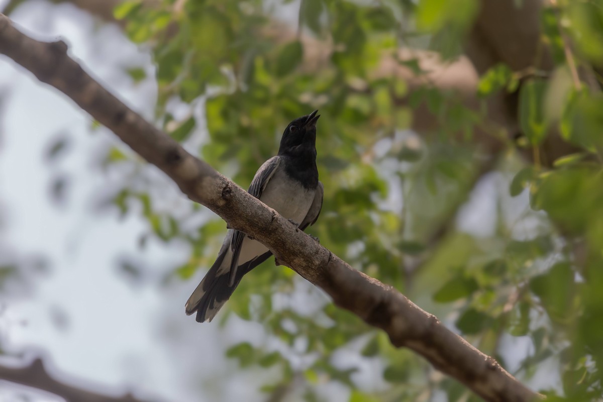 Black-headed Cuckooshrike - ML640216273