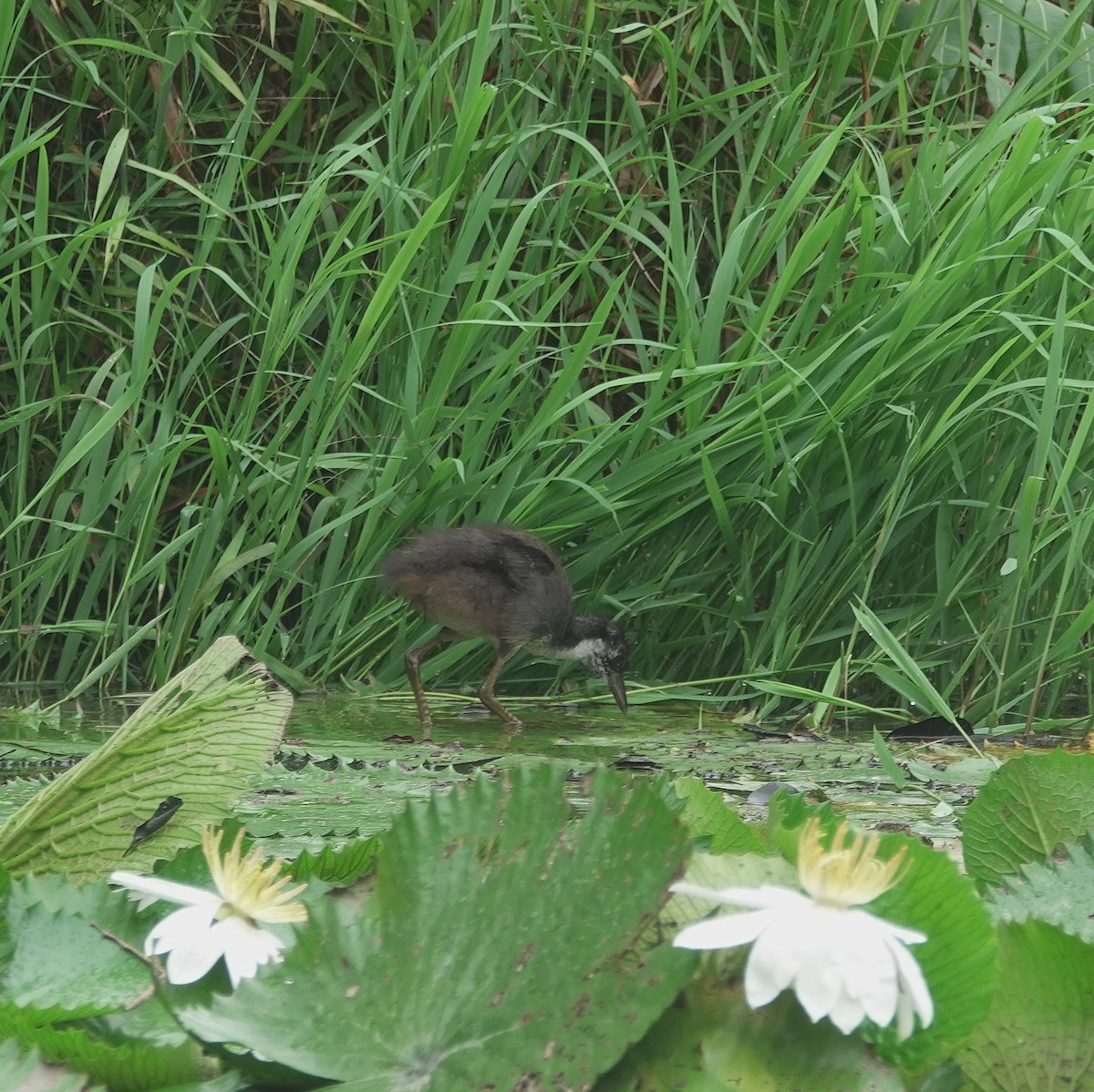 White-breasted Waterhen - ML640216280