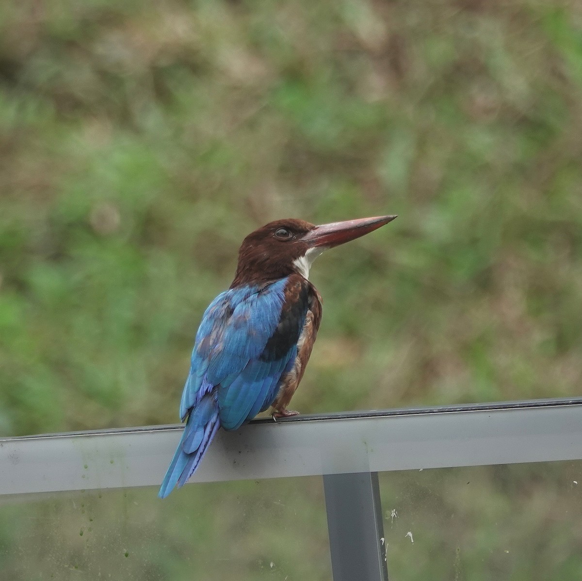 White-throated Kingfisher - ML640216283
