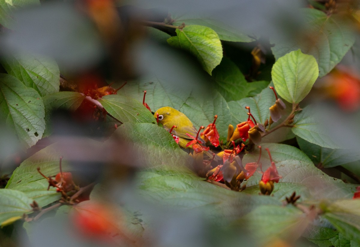 Indian White-eye - ML640216285