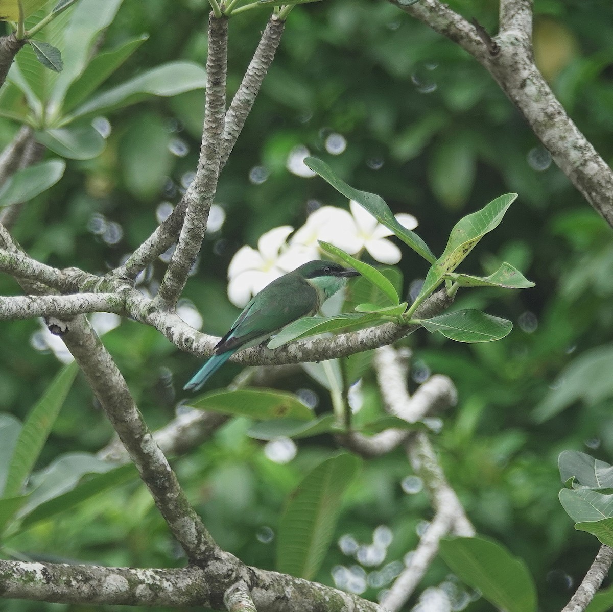 Blue-throated Bee-eater - ML640216287