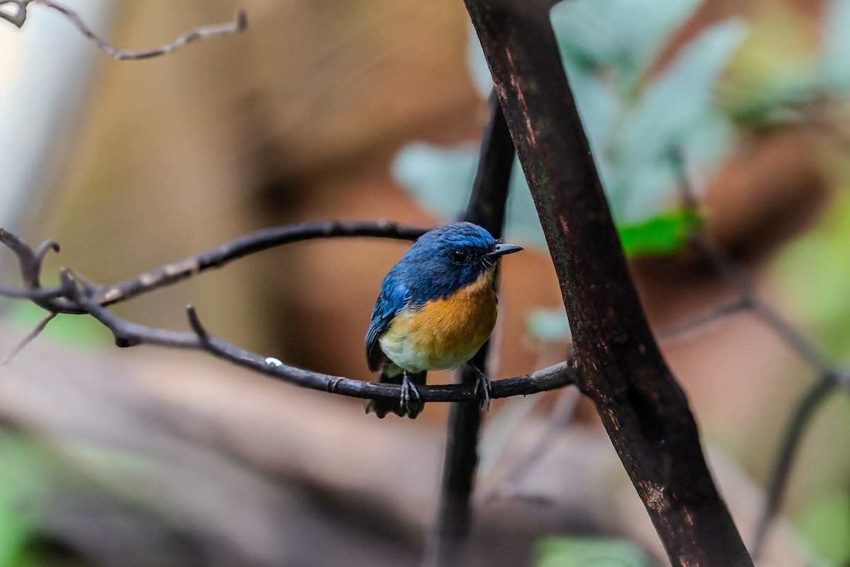 Tickell's Blue Flycatcher - ML640216301