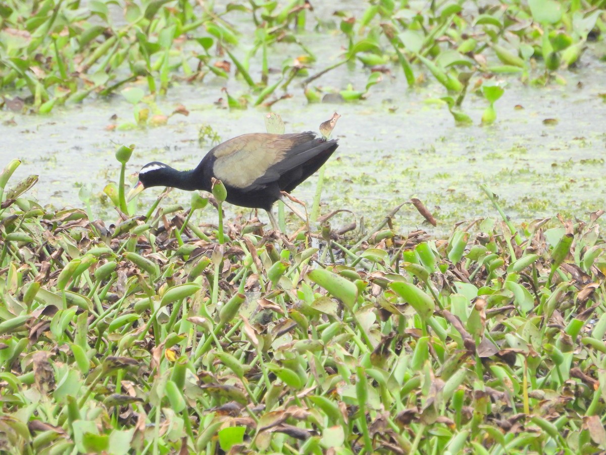 Bronze-winged Jacana - ML640216348