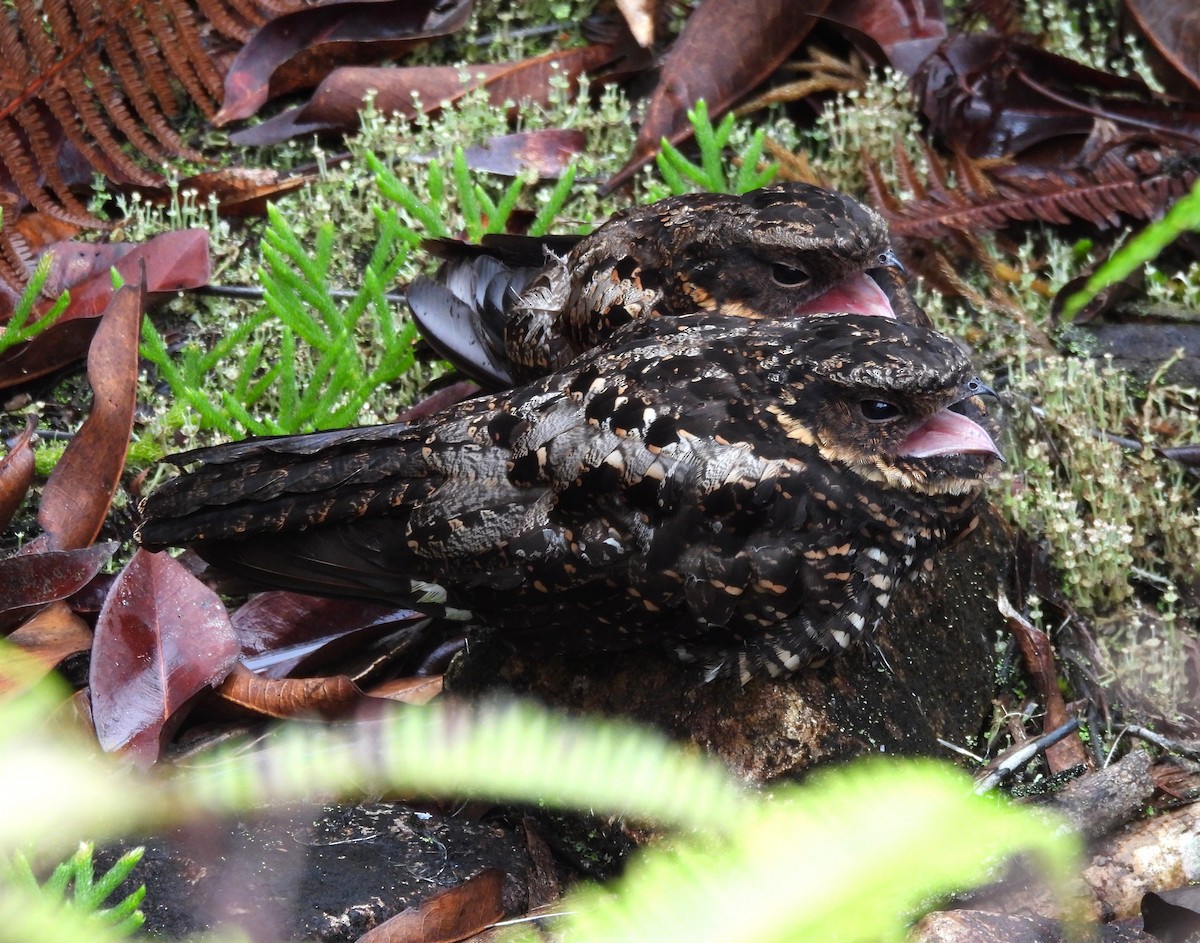 Diabolical Nightjar - ML640216362