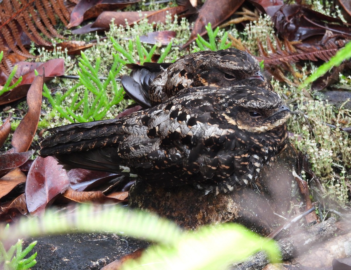 Diabolical Nightjar - ML640216384