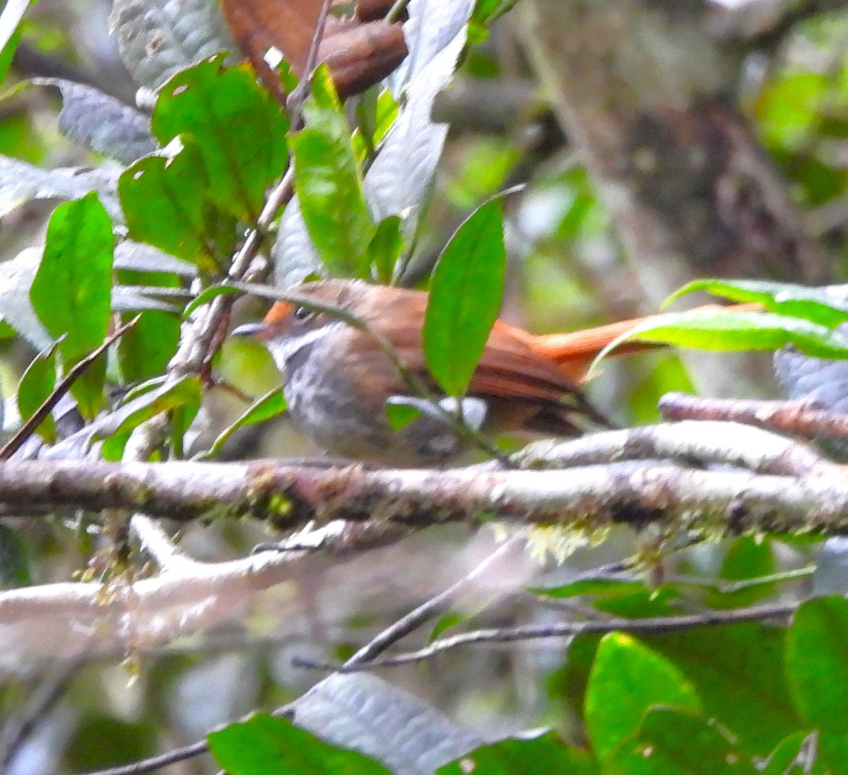 Sulawesi Fantail - ML640216386