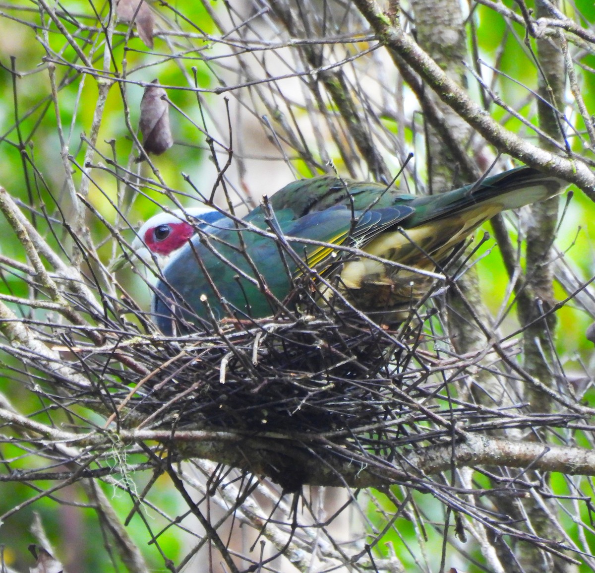Red-eared Fruit-Dove (Red-eared) - ML640216397