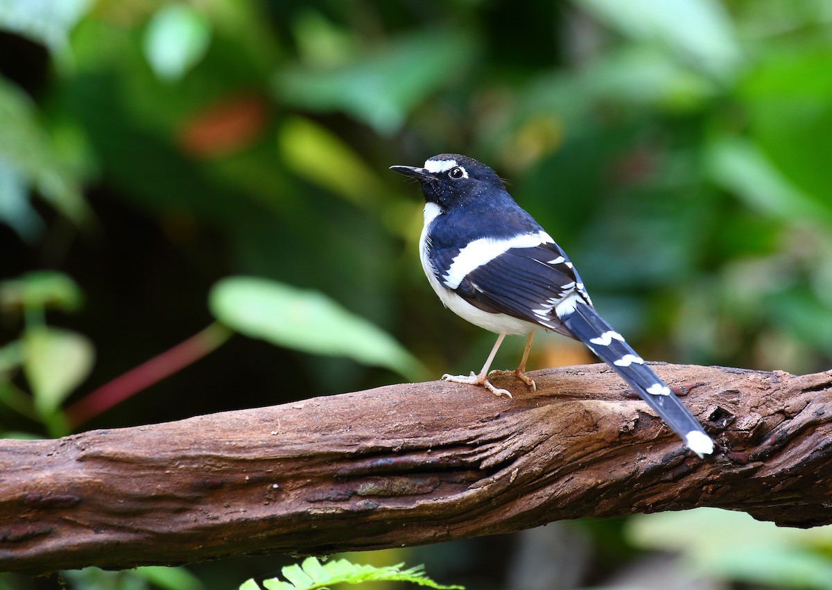 Black-backed Forktail - ML640216454