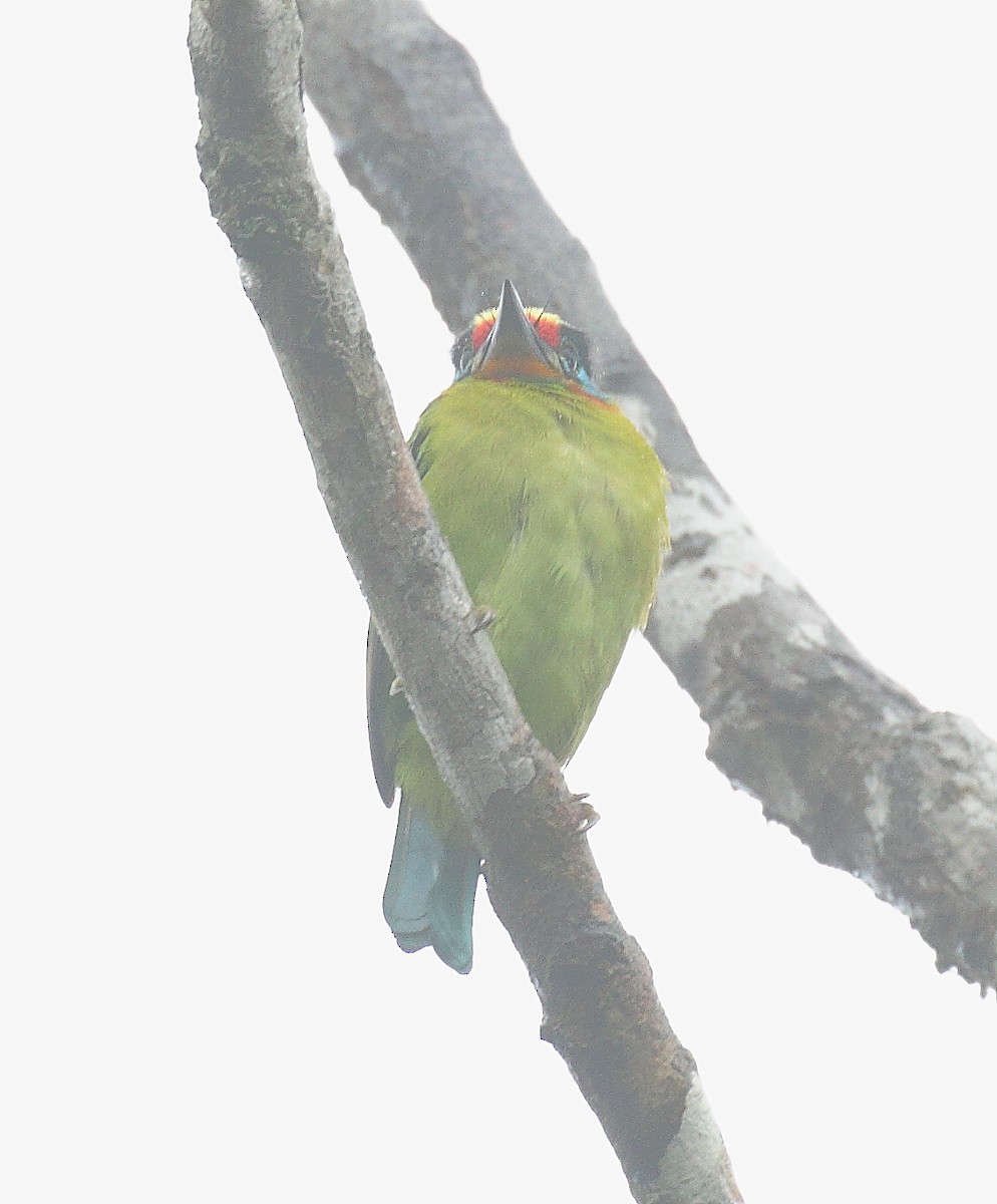 Black-browed Barbet - ML640216464
