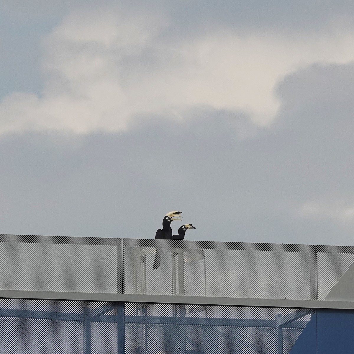 Oriental Pied-Hornbill - ML640216466