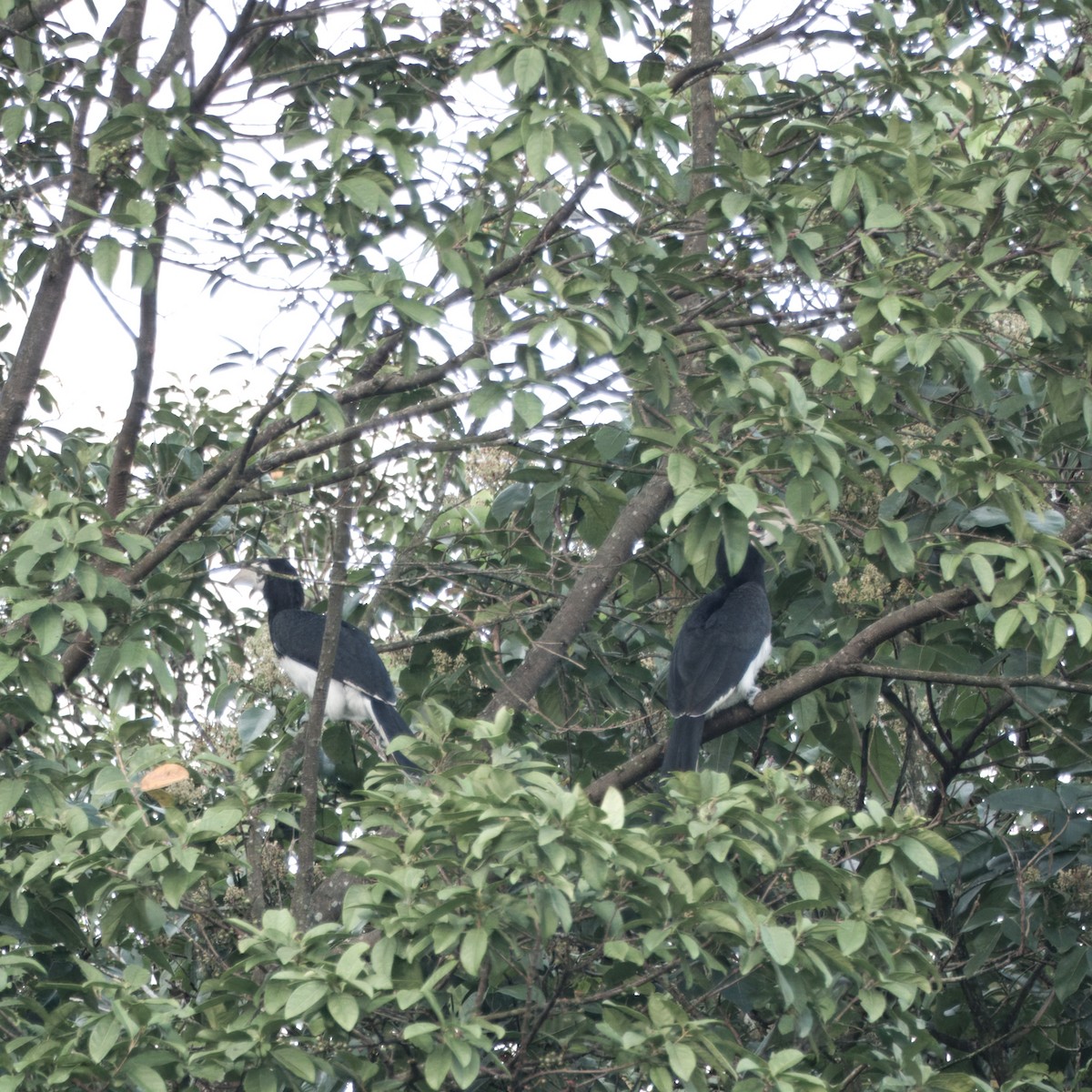 Oriental Pied-Hornbill - ML640216467