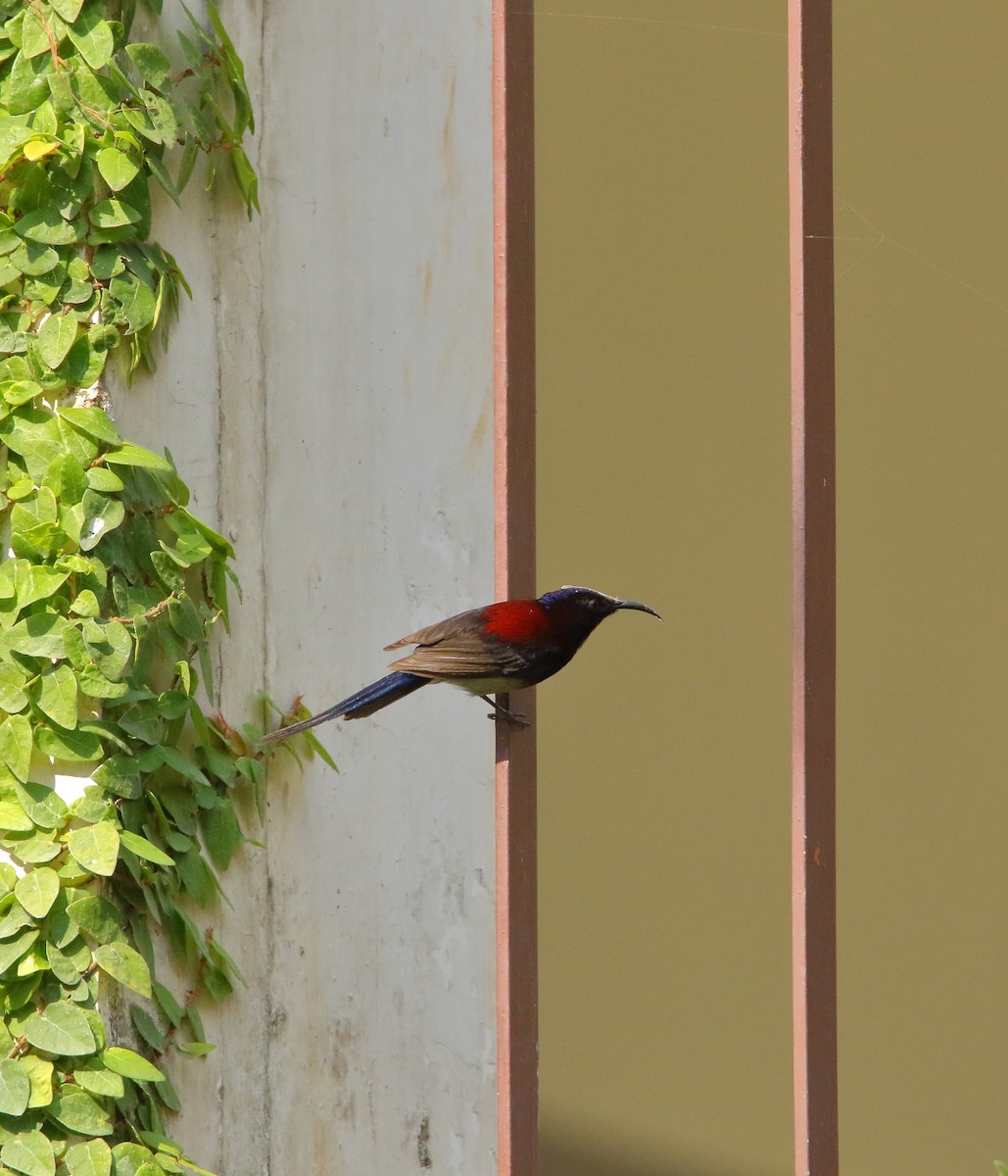 Black-throated Sunbird - ML640216527